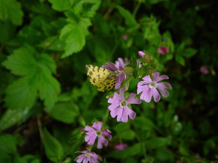 Silene dioica